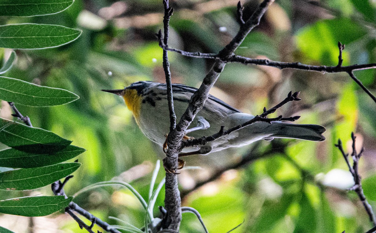 Yellow-throated Warbler - ML622036992