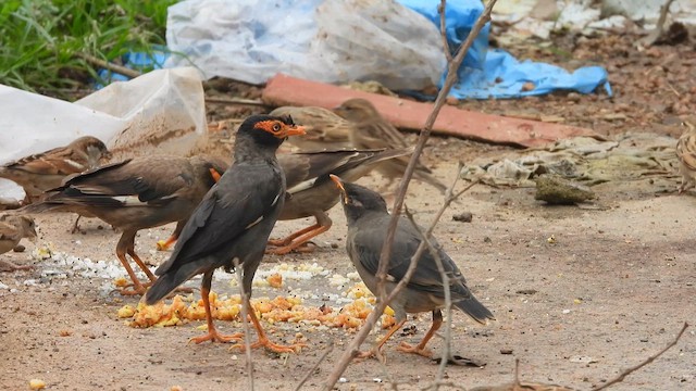 Bank Myna - ML622037038