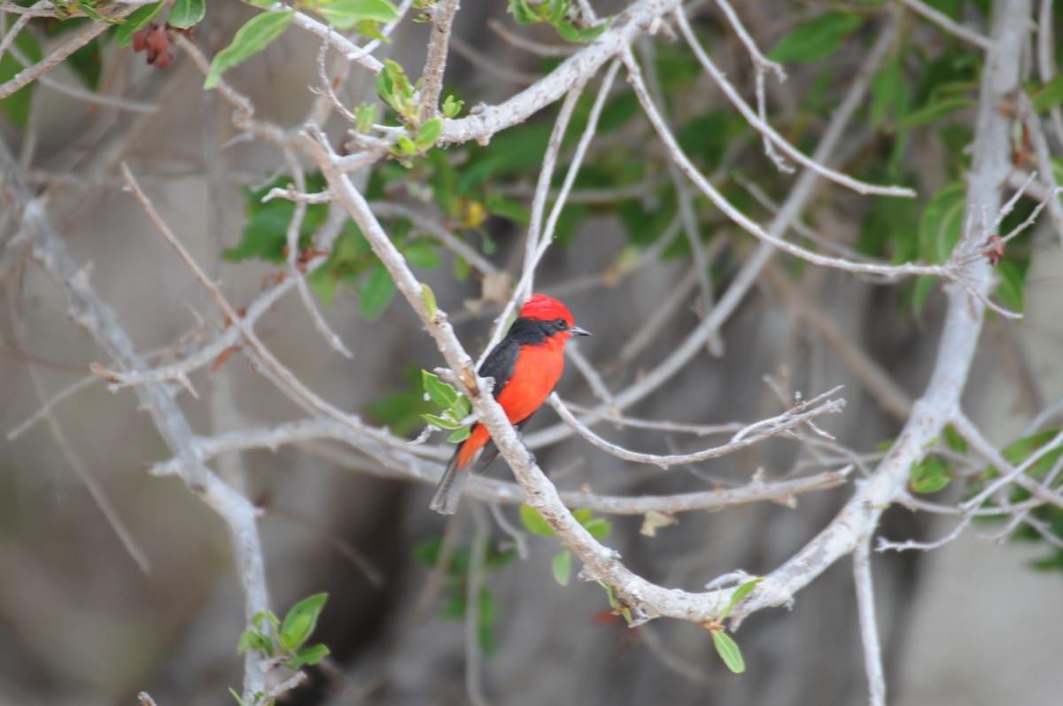 Vermilion Flycatcher - ML622037077