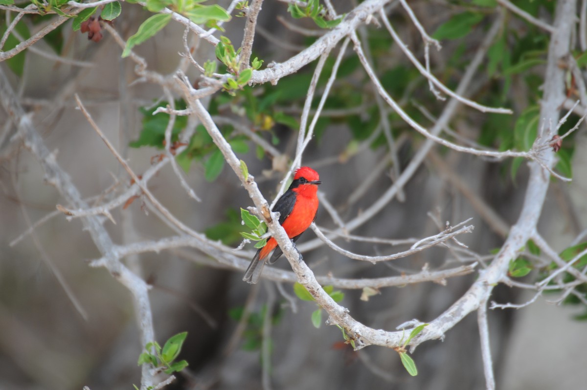 Vermilion Flycatcher - ML622037078