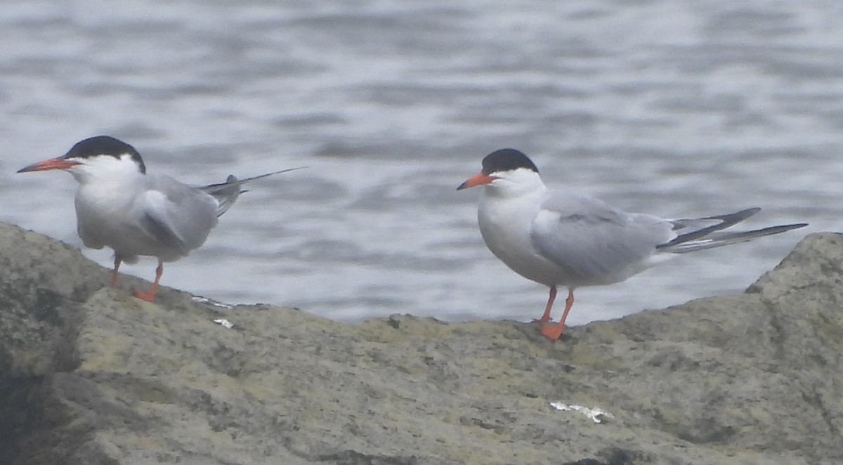 Common Tern - Jay Luke