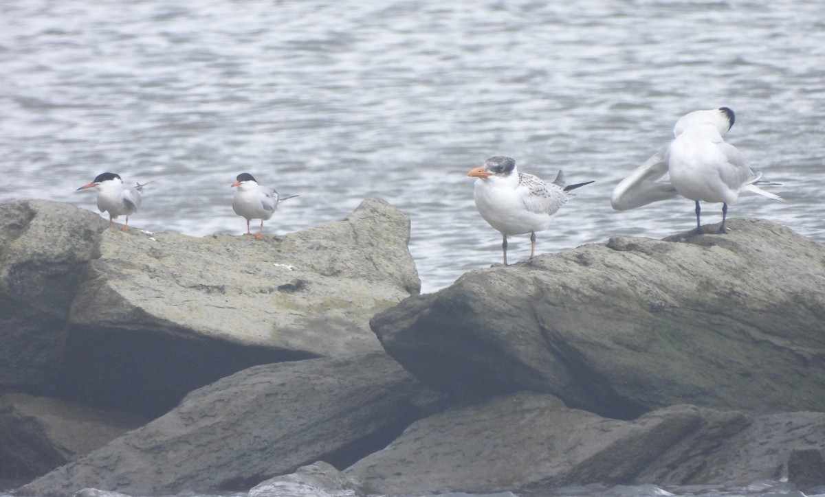 Common Tern - ML622037110