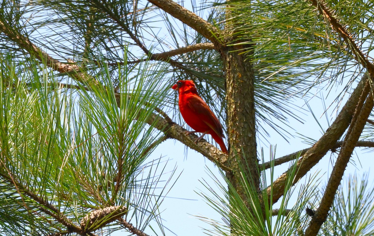 Cardinal rouge - ML622037159