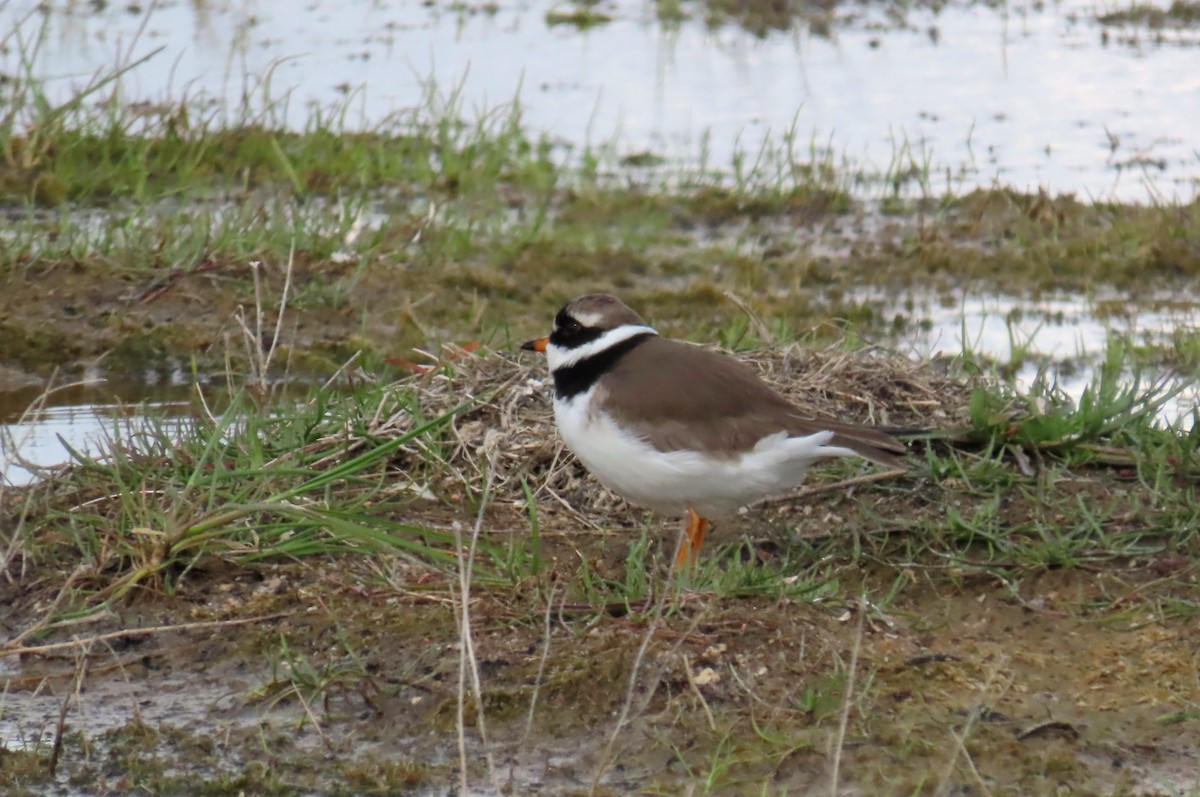 Common Ringed Plover - ML622037168
