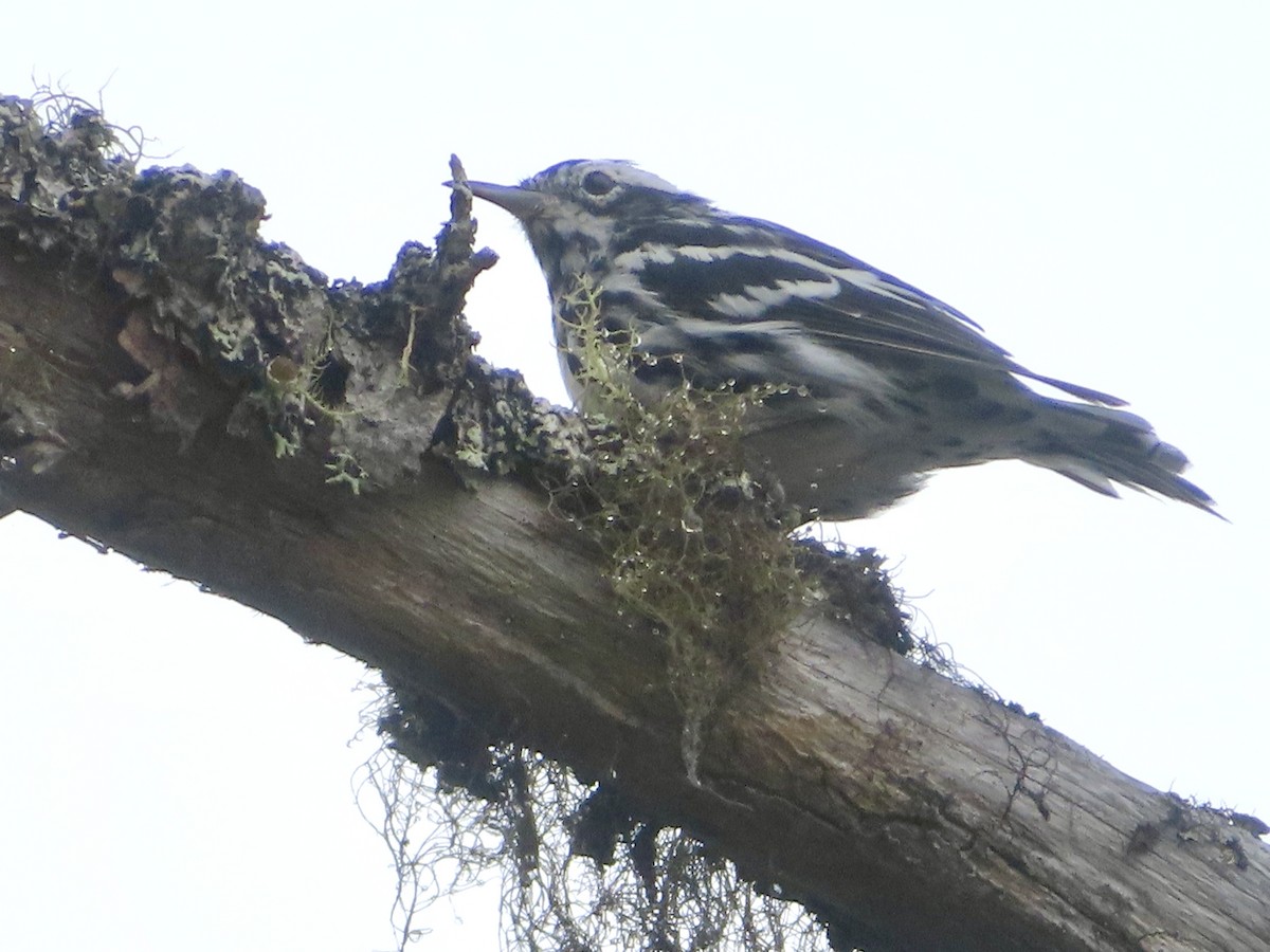 Black-and-white Warbler - ML622037176