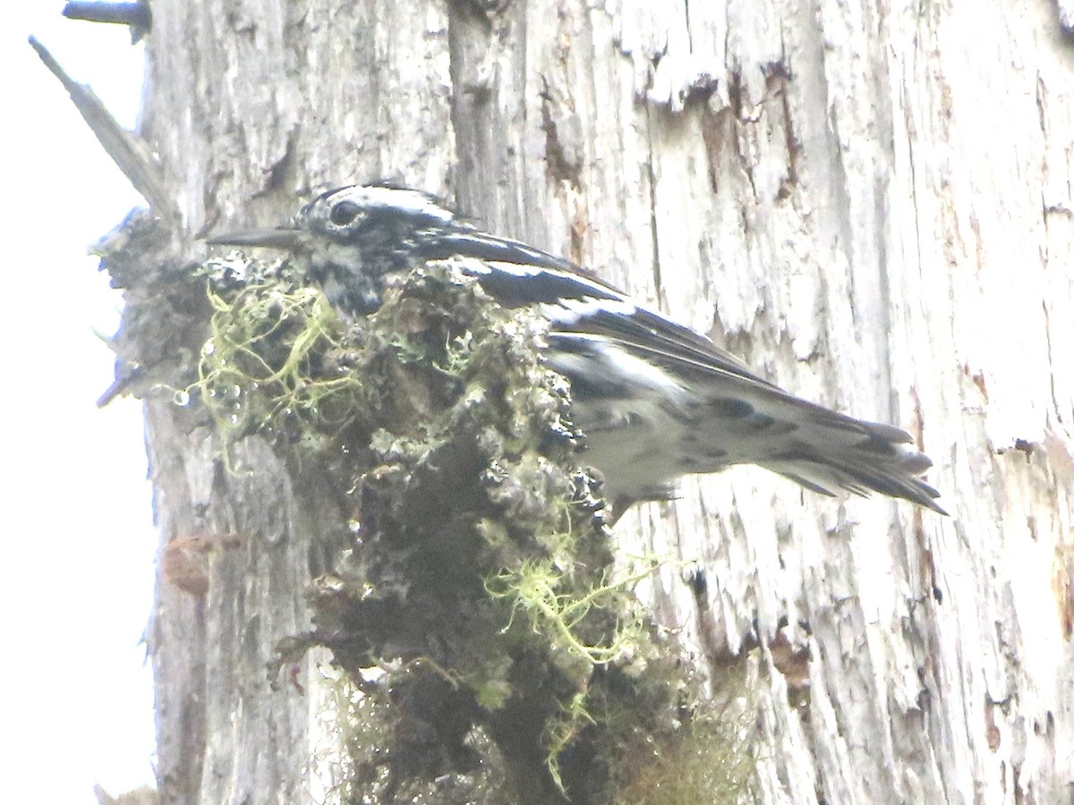 Black-and-white Warbler - ML622037177