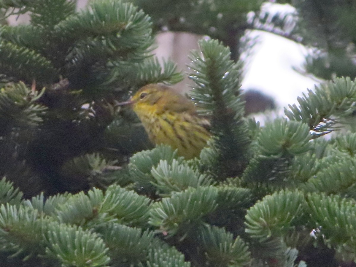 Cape May Warbler - ML622037179