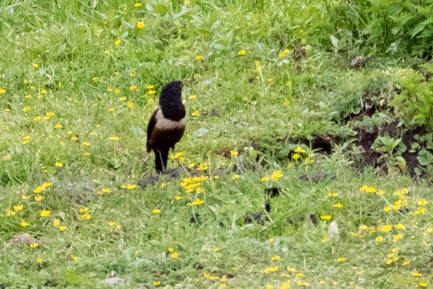 White-backed Thrush - ML622037206