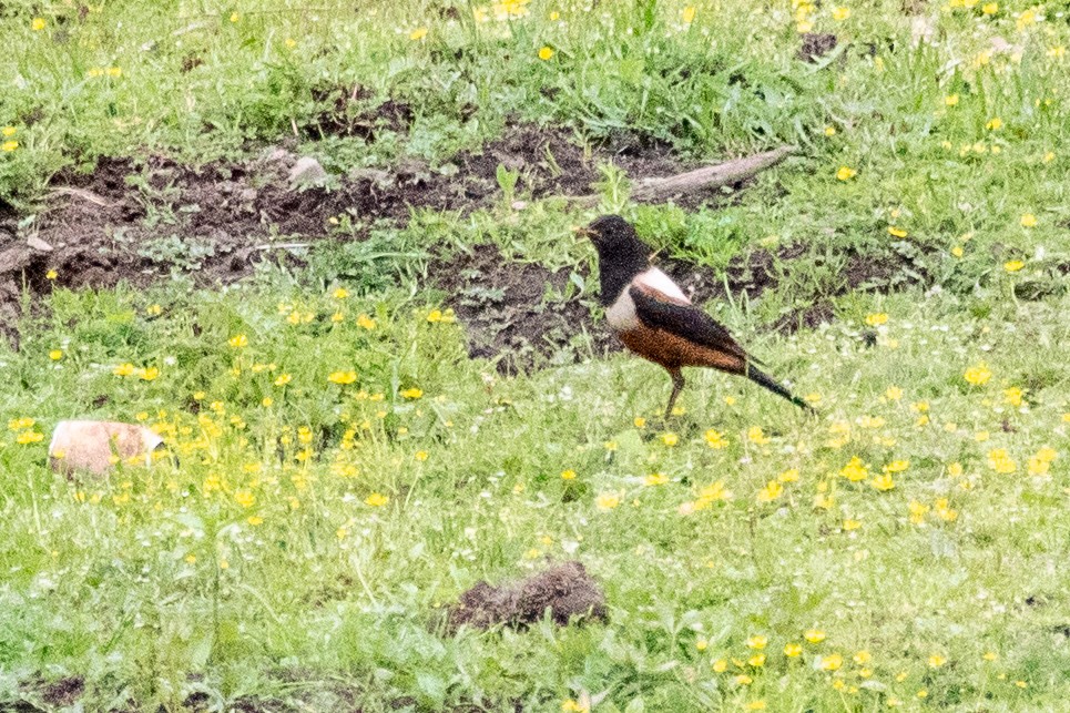 White-backed Thrush - ML622037214