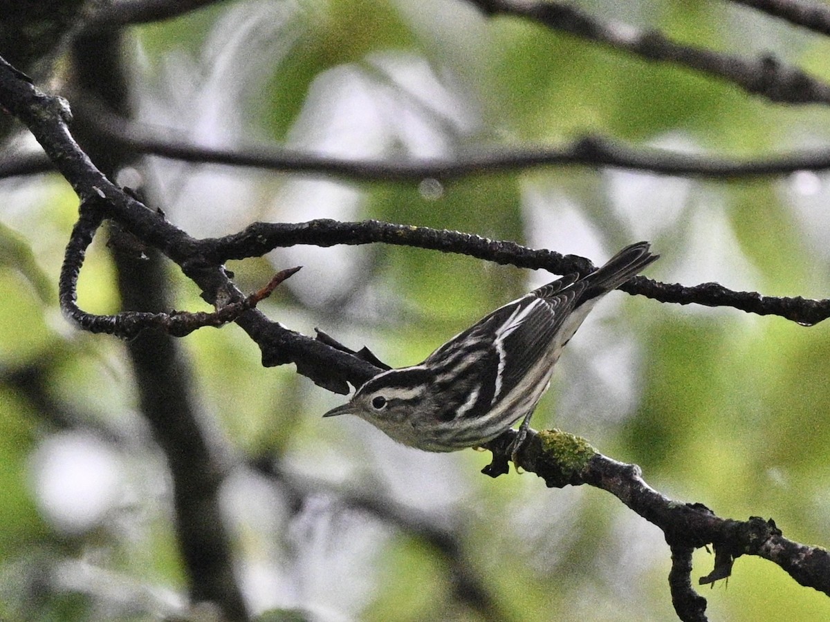 Black-and-white Warbler - ML622037235