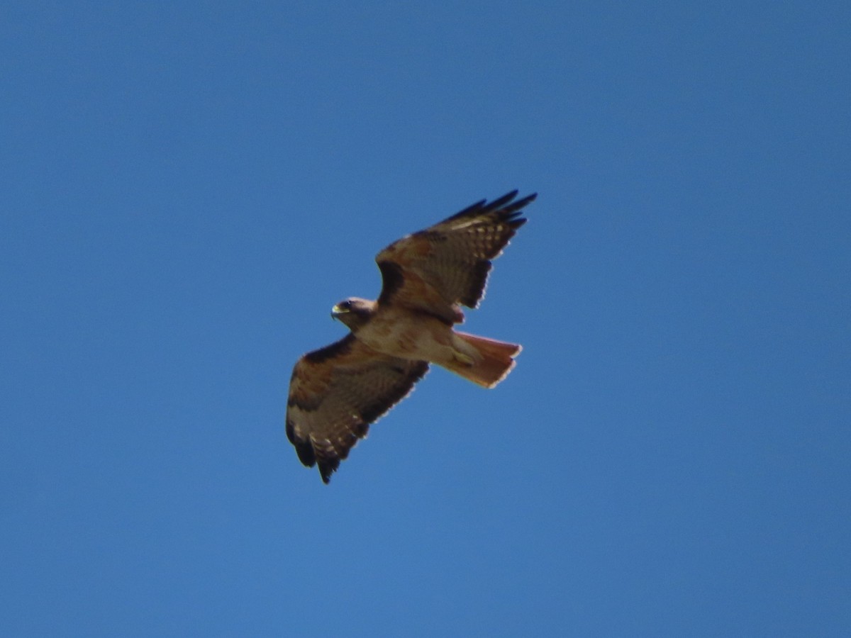 Red-tailed Hawk - ML622037239
