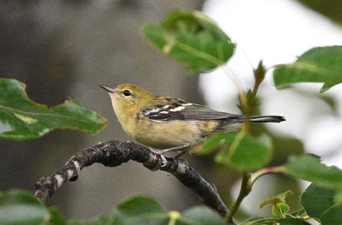 Bay-breasted Warbler - ML622037249