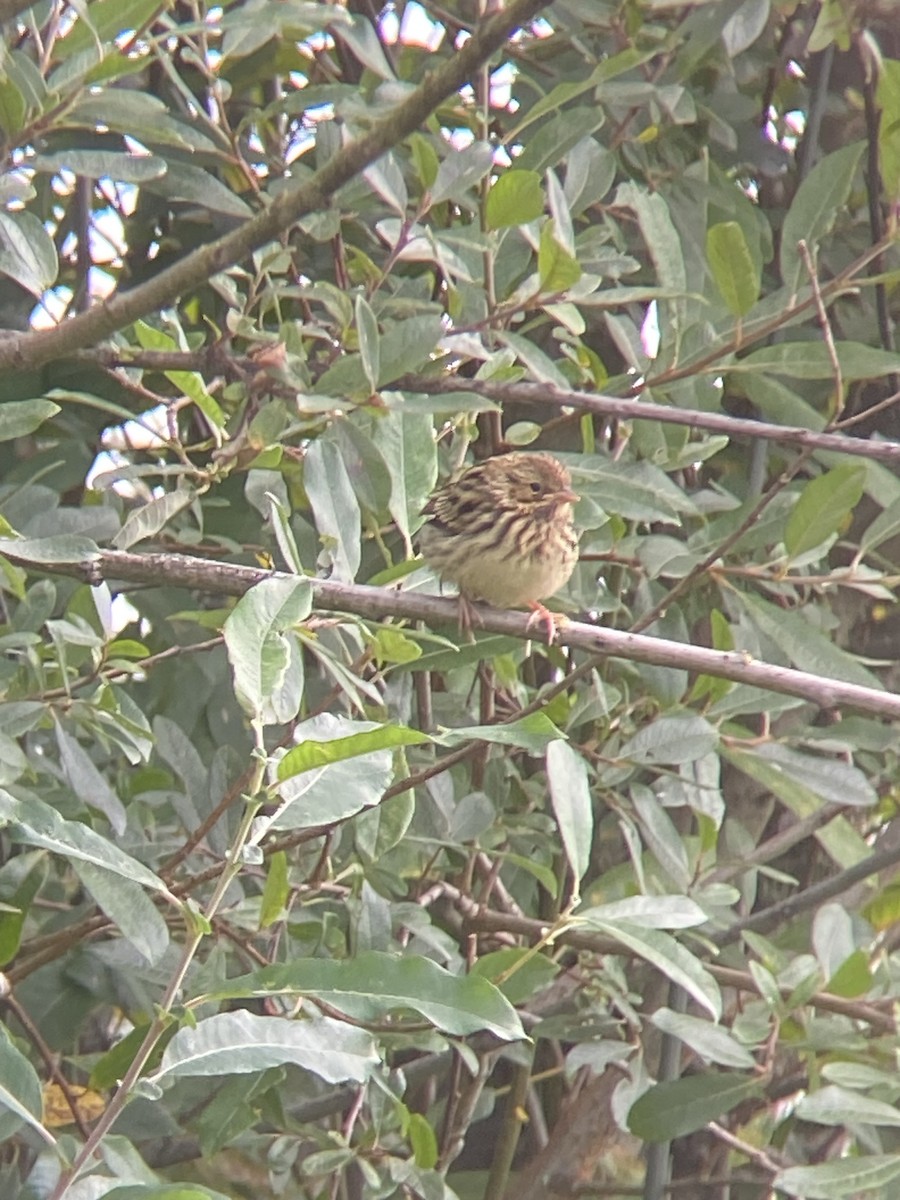 Savannah Sparrow - ML622037289