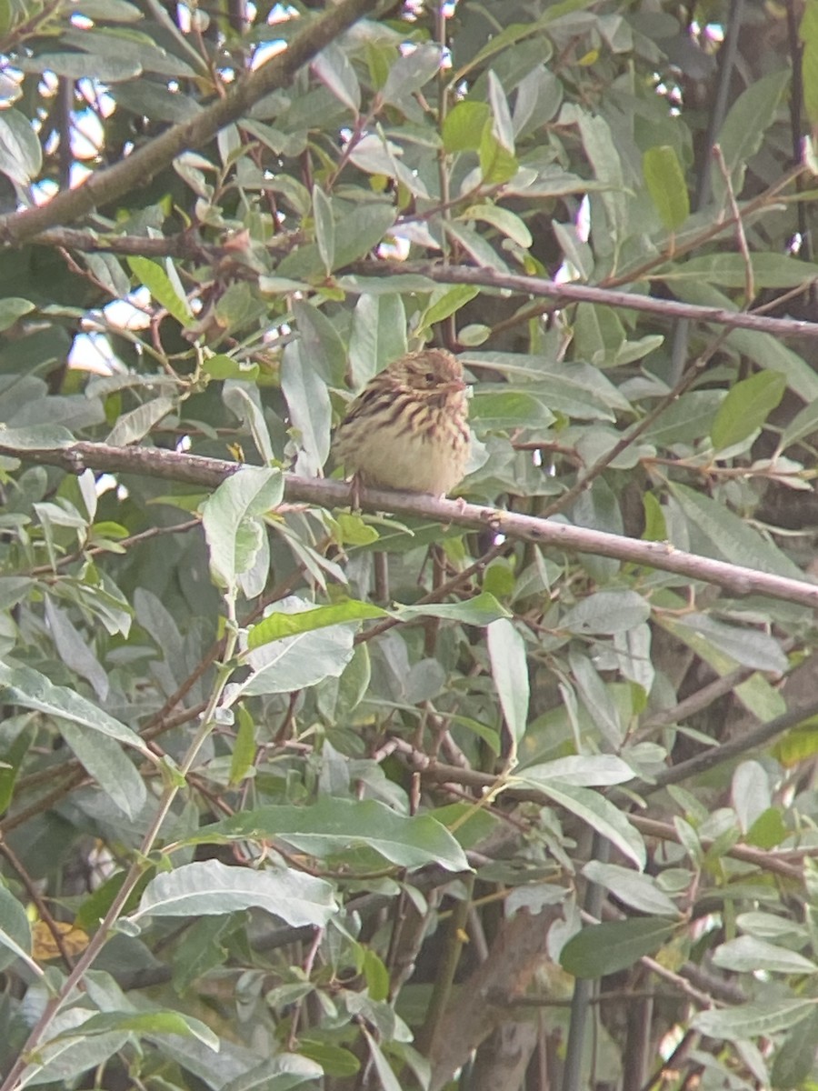 Savannah Sparrow - ML622037292