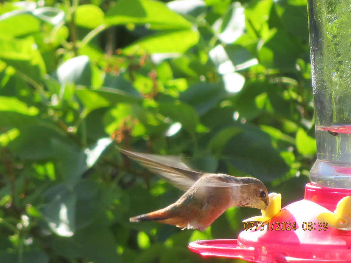 Rufous Hummingbird - ML622037297