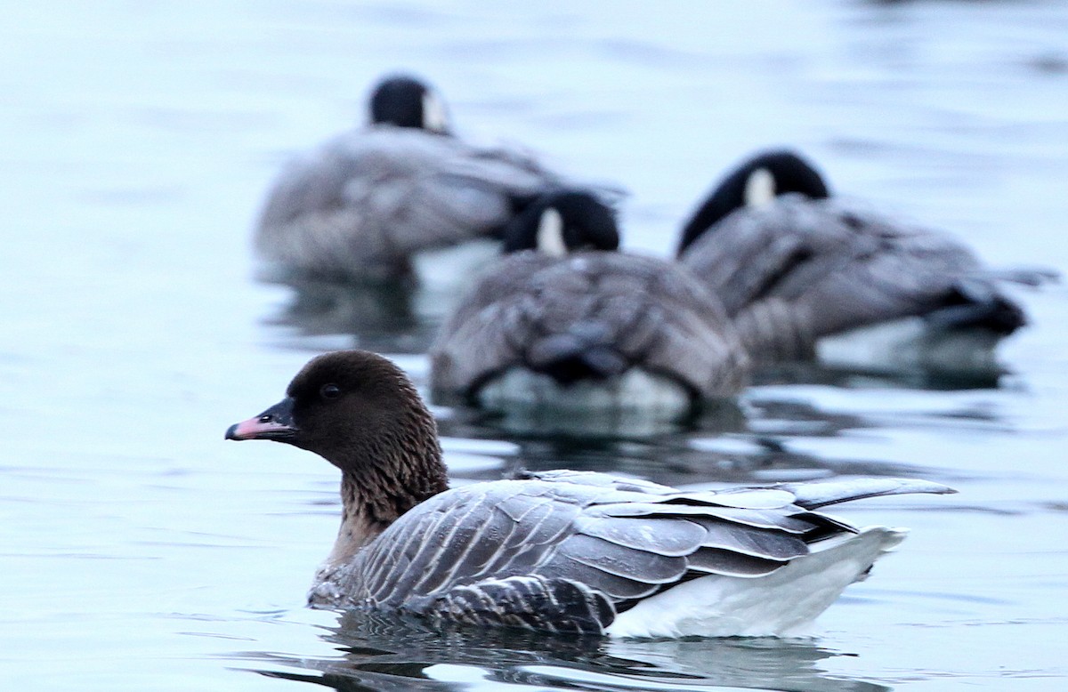 Pink-footed Goose - ML622037345