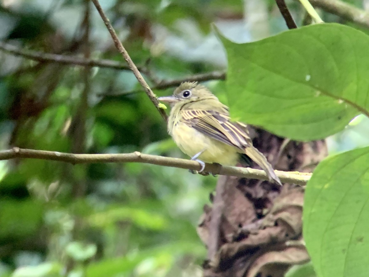 Western Olivaceous Flatbill - ML622037504