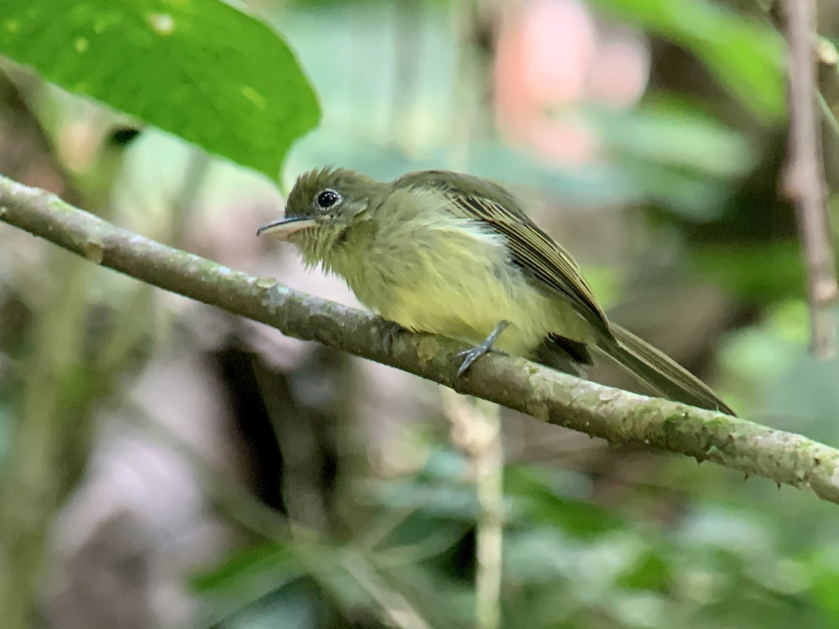 Western Olivaceous Flatbill - ML622037505