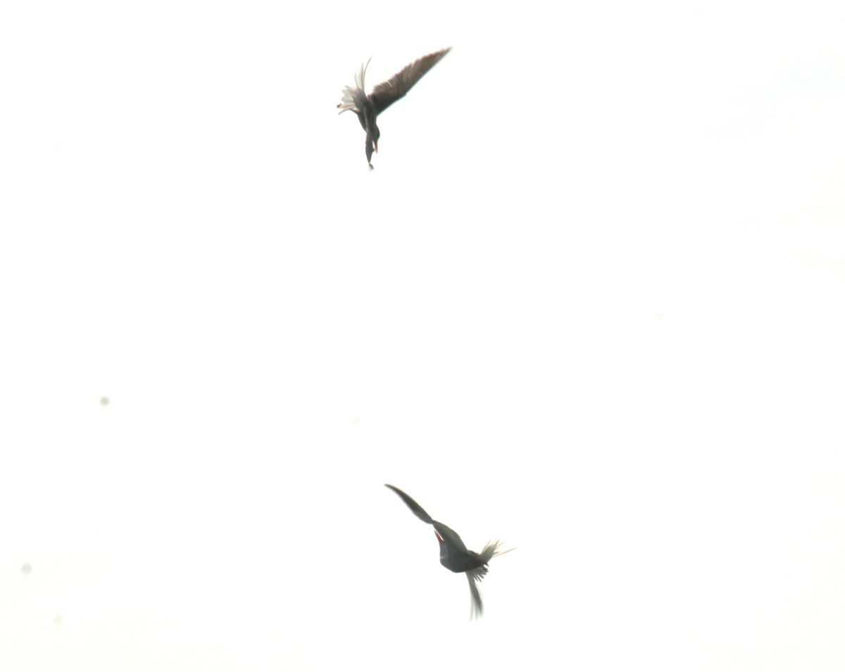 Common Tern - ML622037614