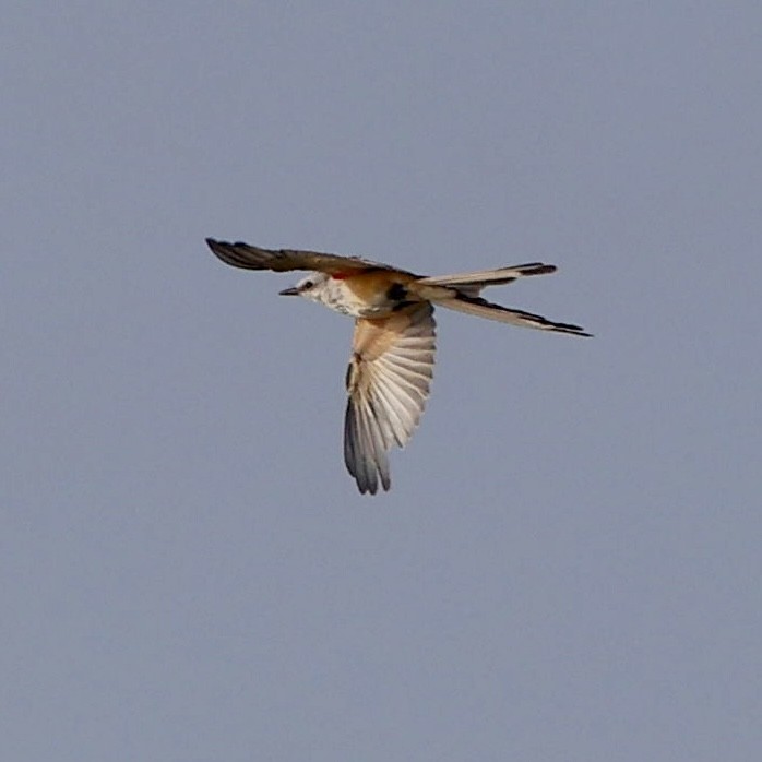 Scissor-tailed Flycatcher - ML622037616