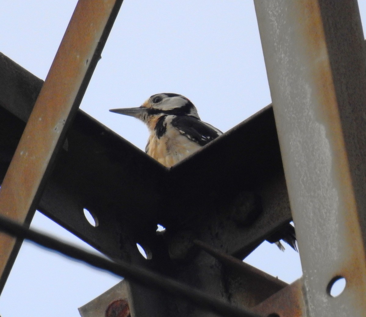 Great Spotted Woodpecker - ML622037623