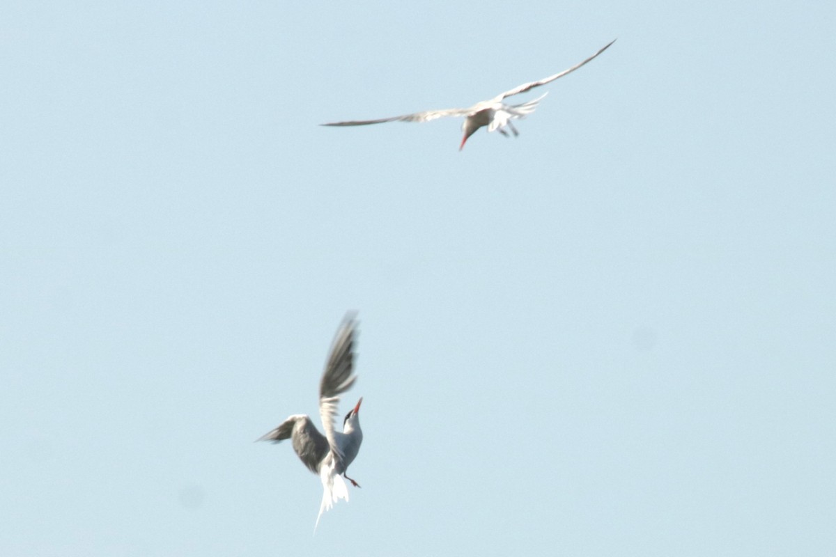 Common Tern - ML622037645