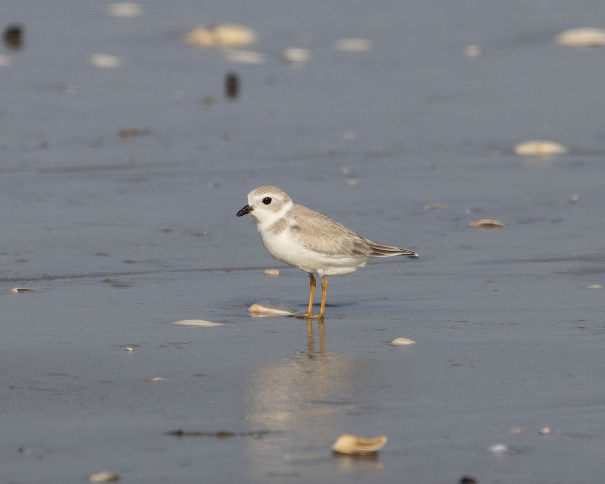 Piping Plover - ML622037658