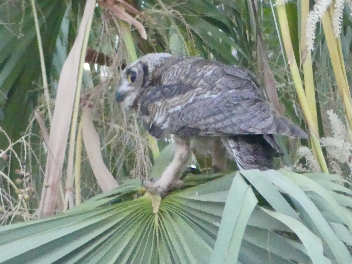 Great Horned Owl - ML622037670