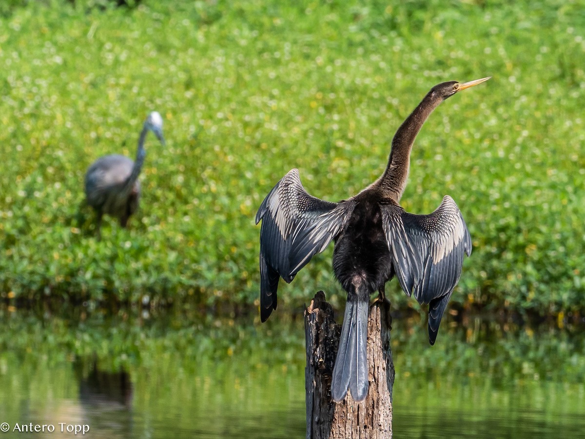 Anhinga - ML622037676