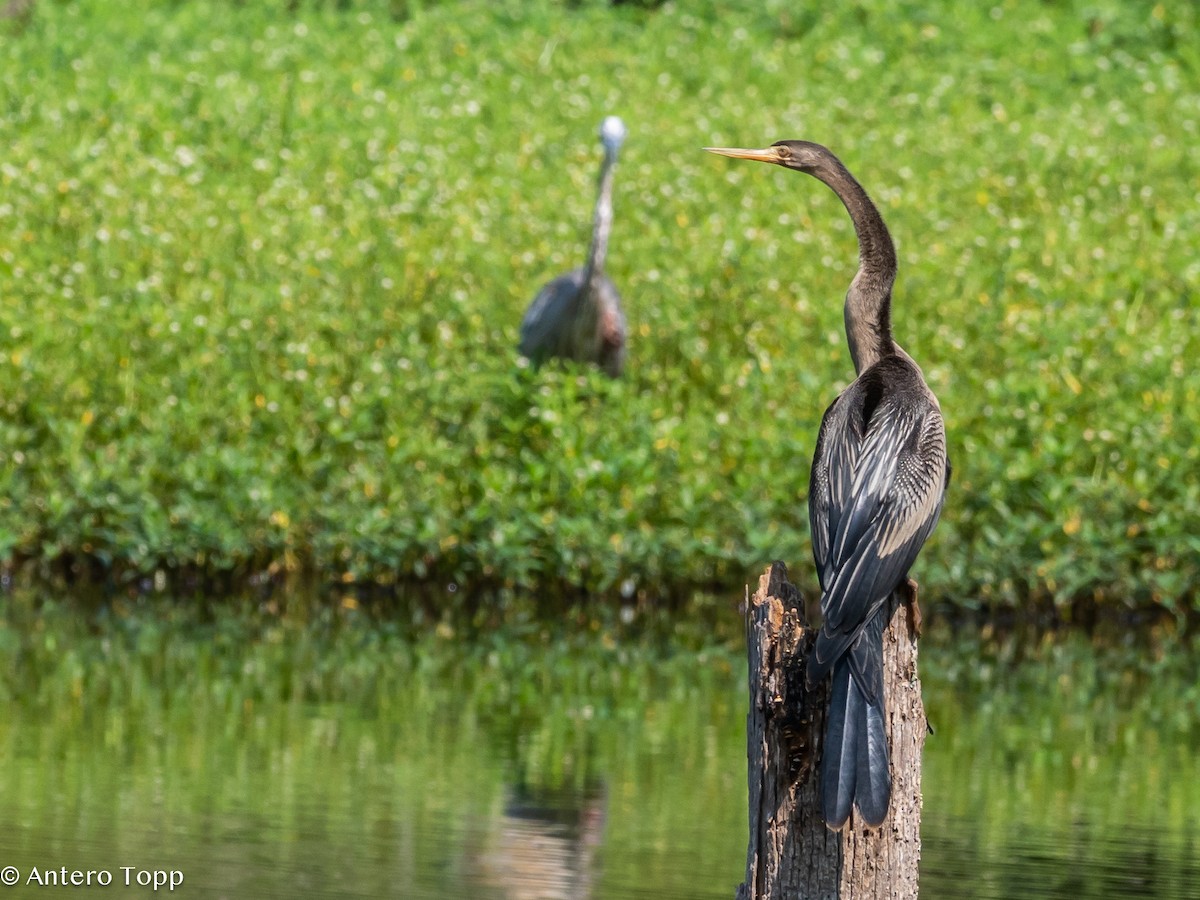 Anhinga - ML622037677