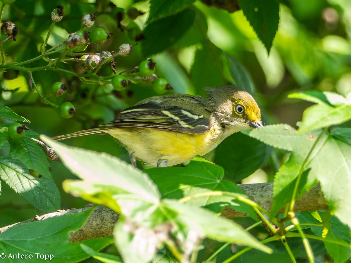 White-eyed Vireo - ML622037682