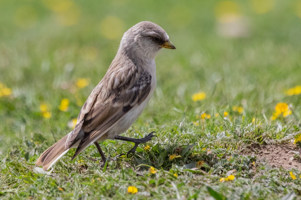 White-rumped Snowfinch - ML622037704