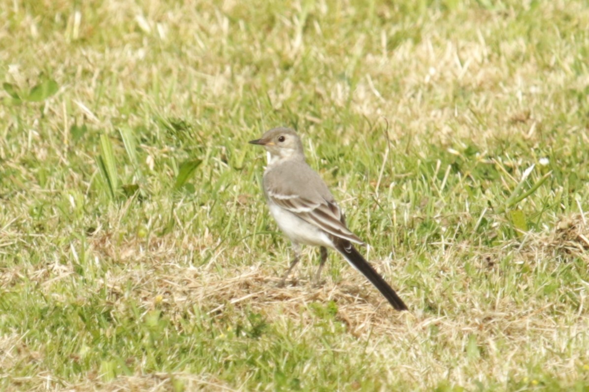 White Wagtail - ML622037706