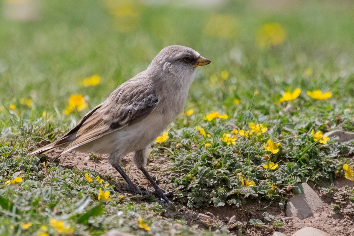 White-rumped Snowfinch - ML622037711