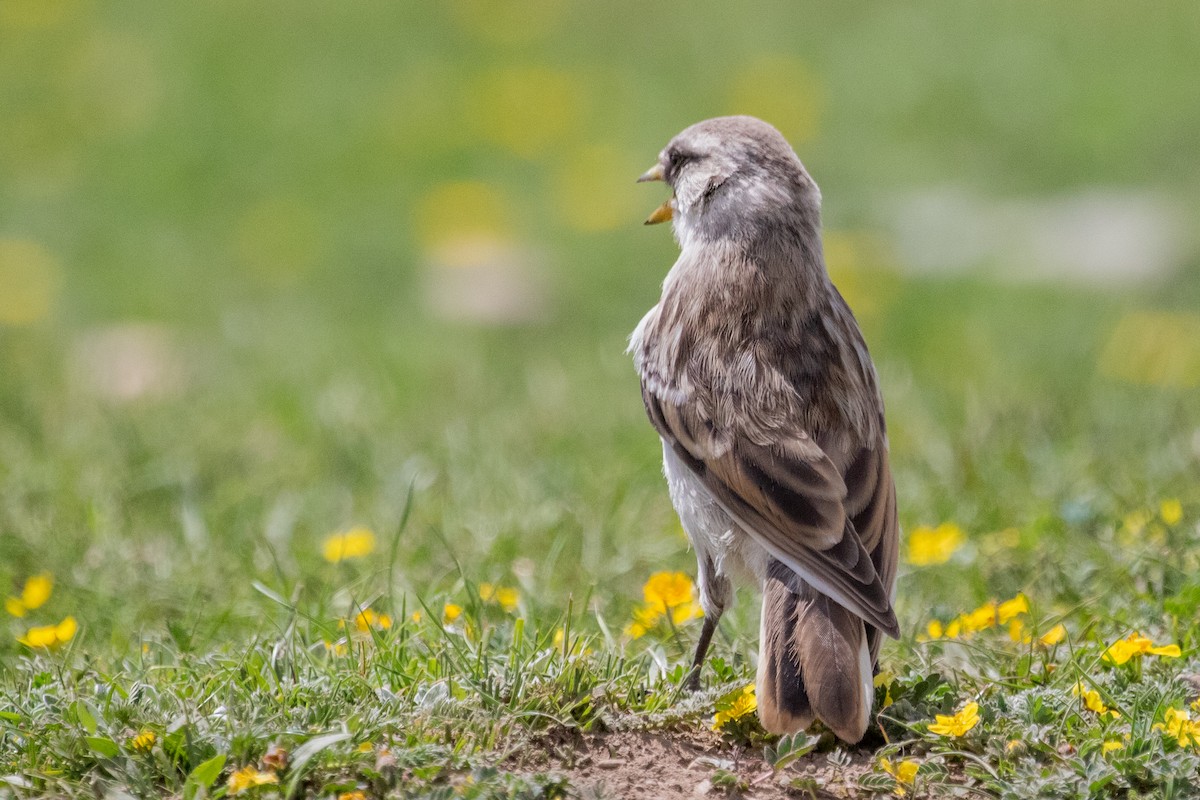 White-rumped Snowfinch - ML622037717