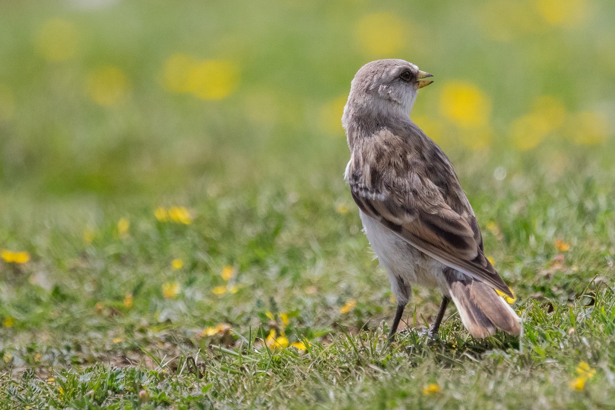 White-rumped Snowfinch - ML622037718