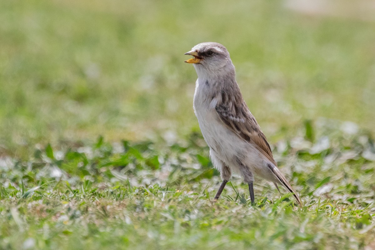 White-rumped Snowfinch - ML622037724