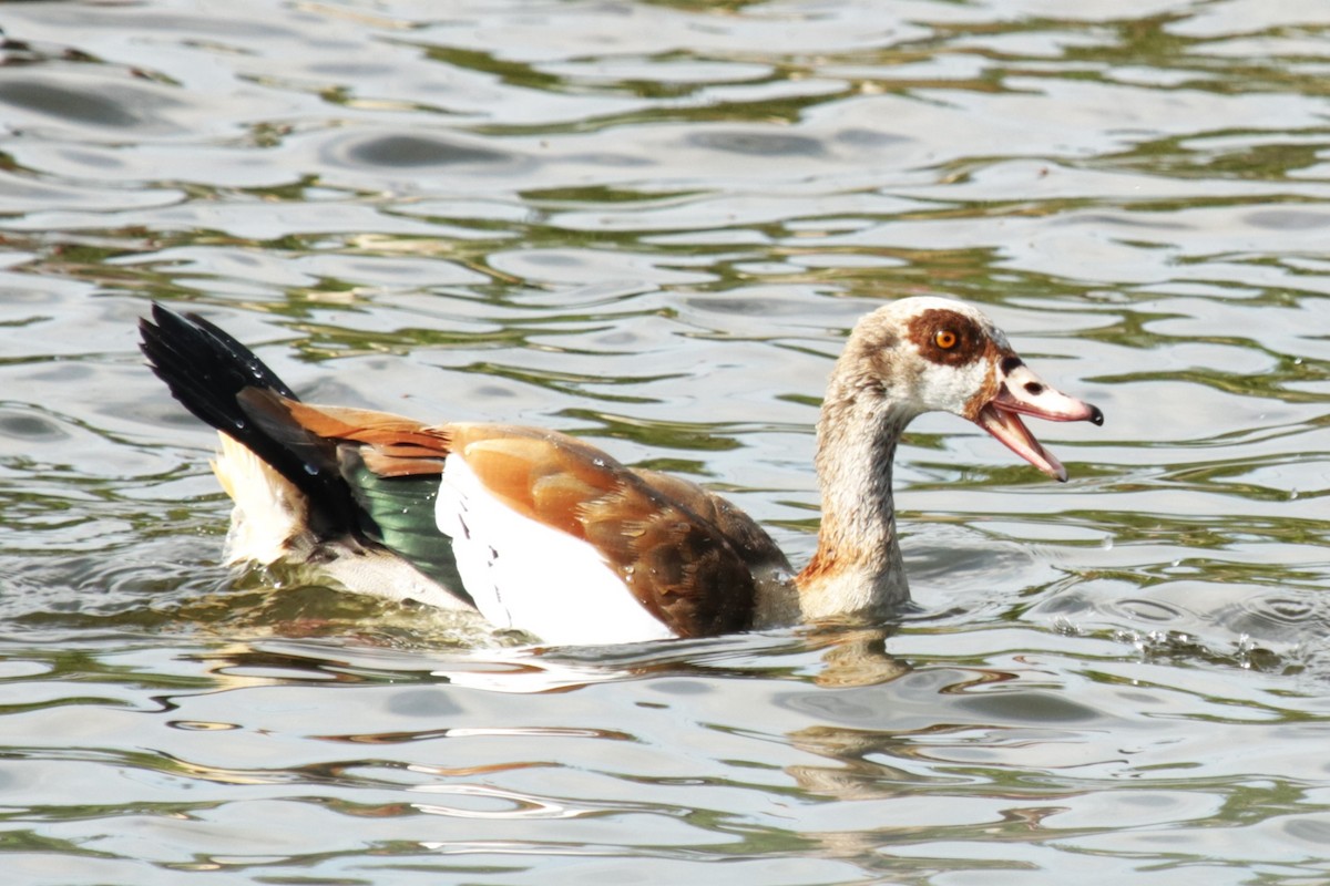 Egyptian Goose - Jan Roedolf