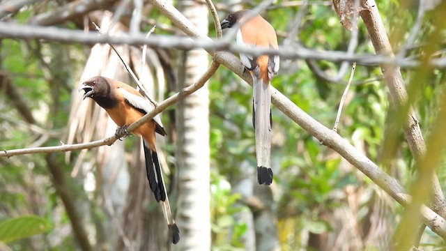 Rufous Treepie - ML622037753