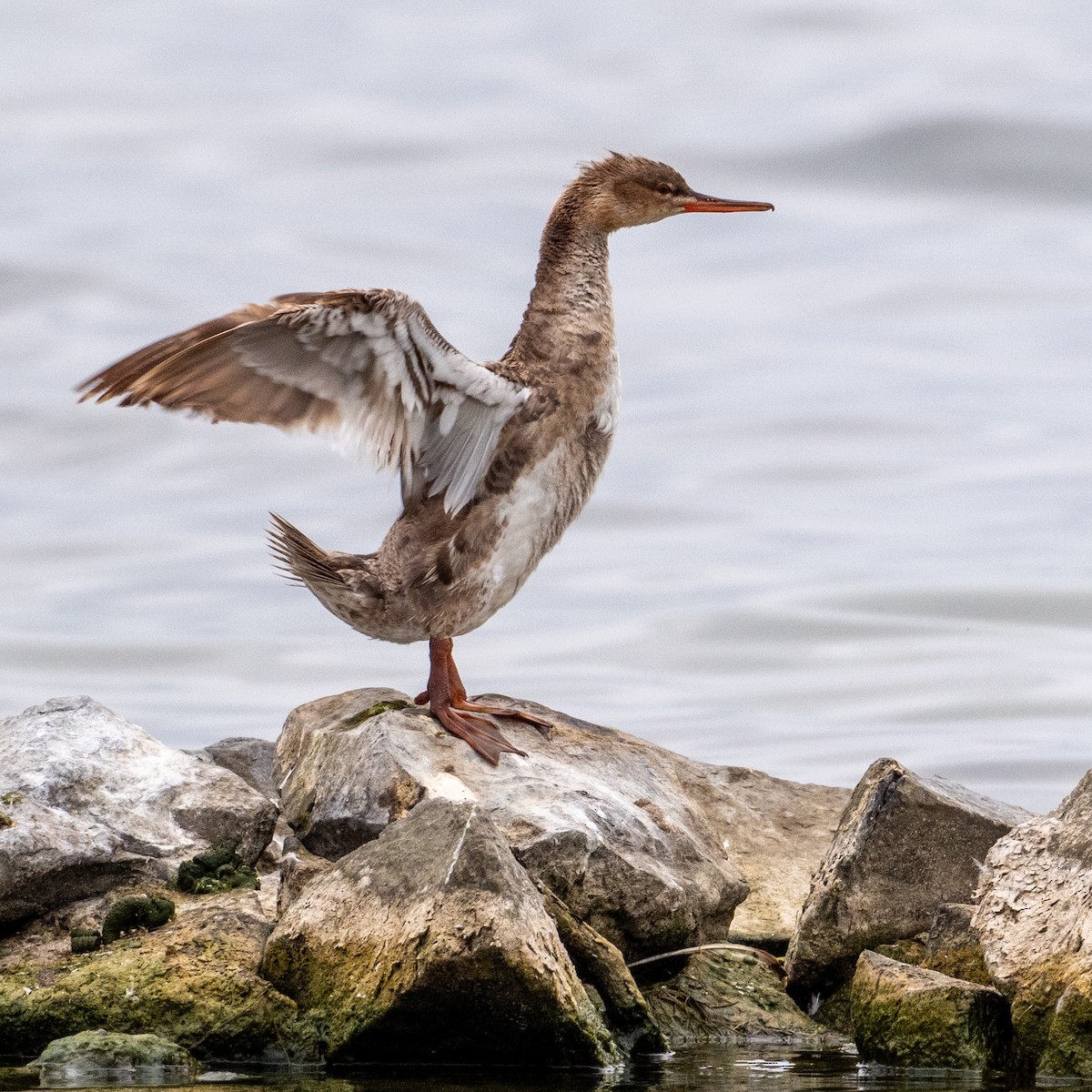 Red-breasted Merganser - Alan Middleton