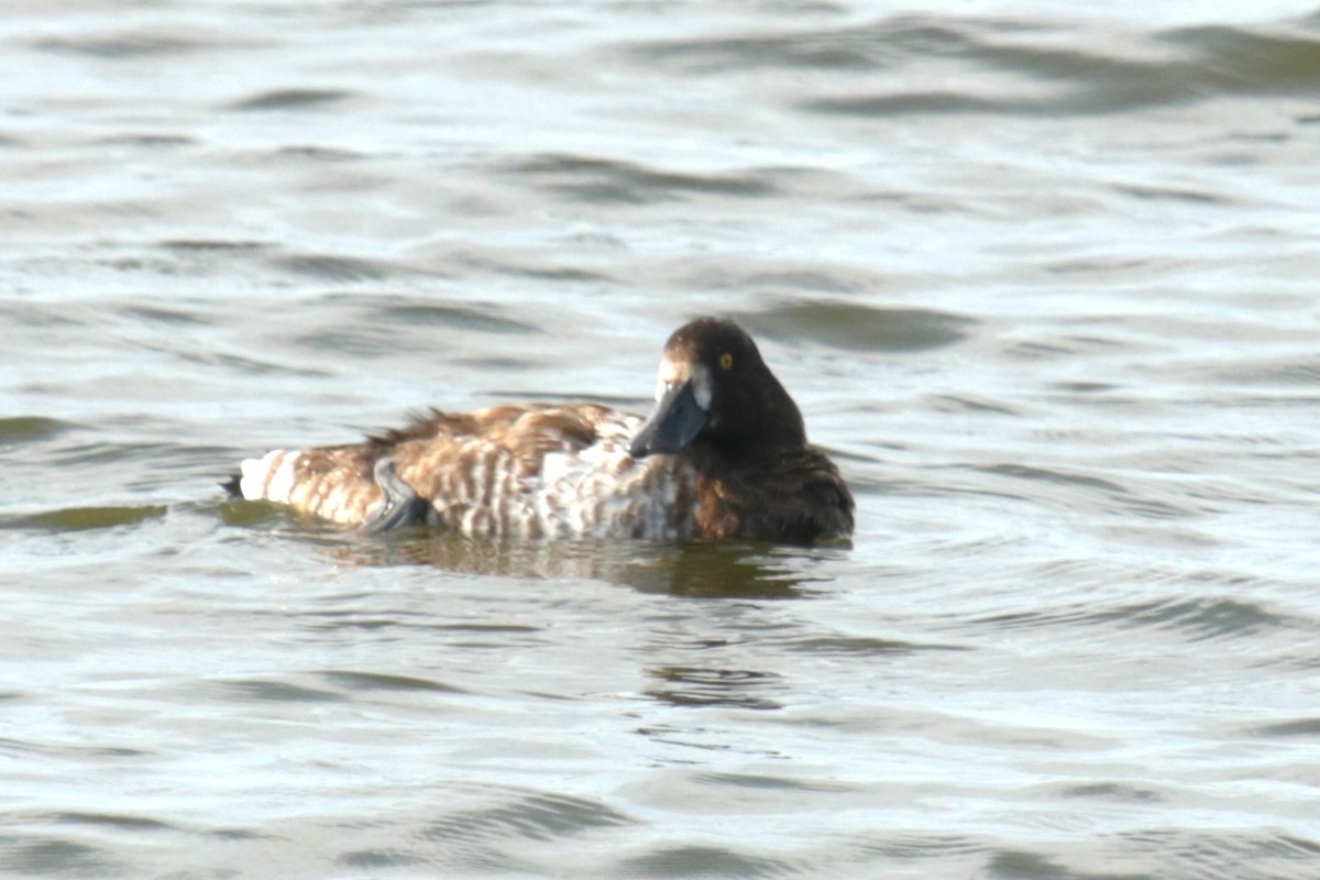 Greater Scaup - ML622037776