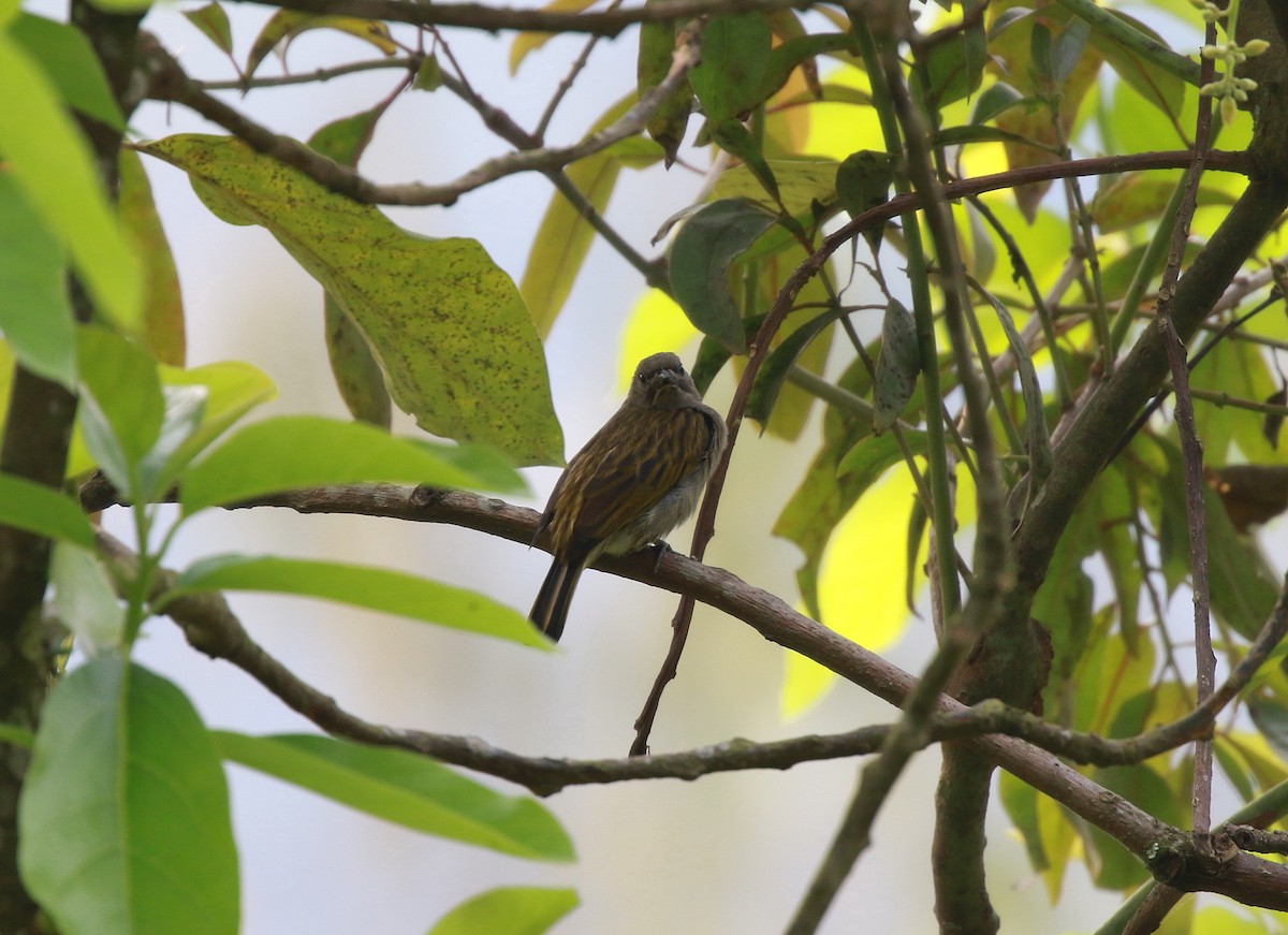 Least Honeyguide - ML622037865