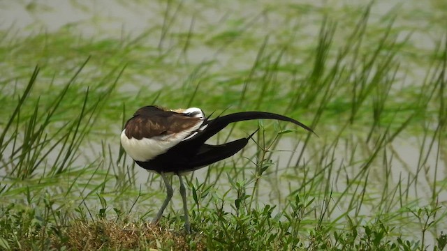 Pheasant-tailed Jacana - ML622037873