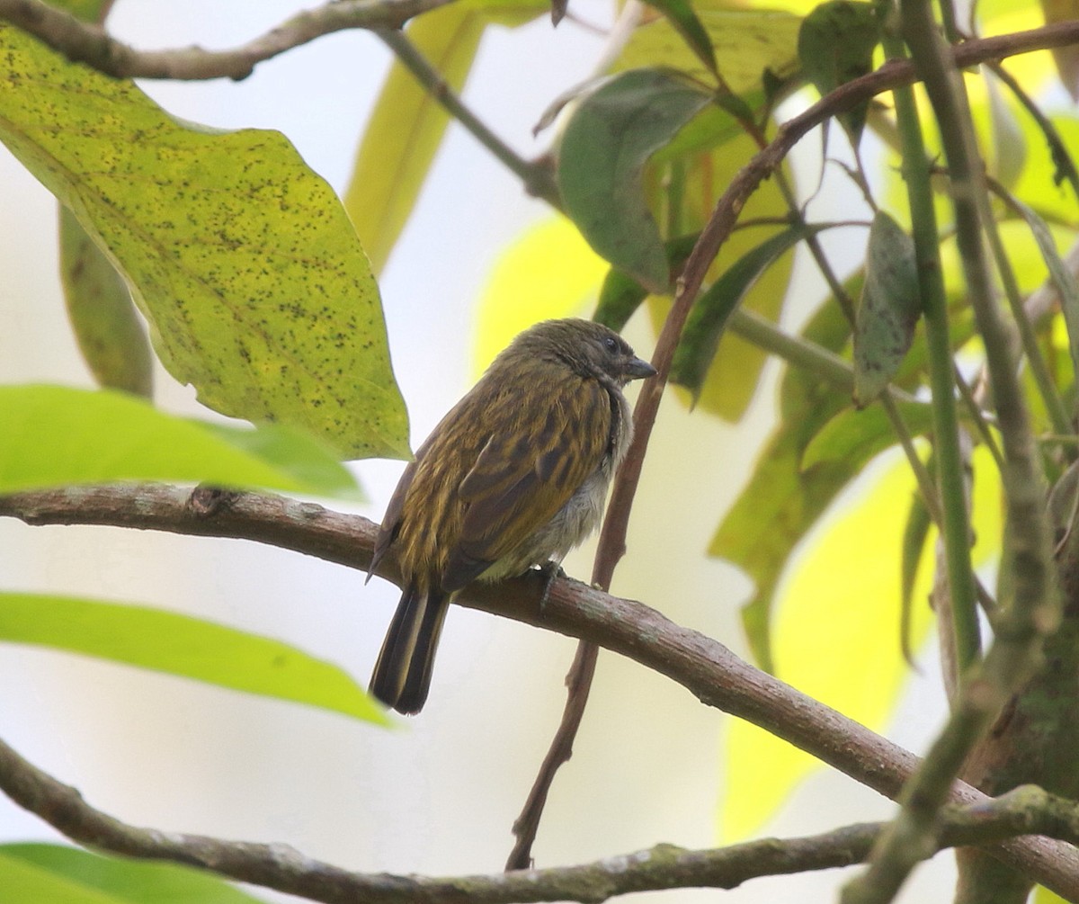 Least Honeyguide - ML622037874