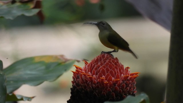 Little Spiderhunter - ML622037920