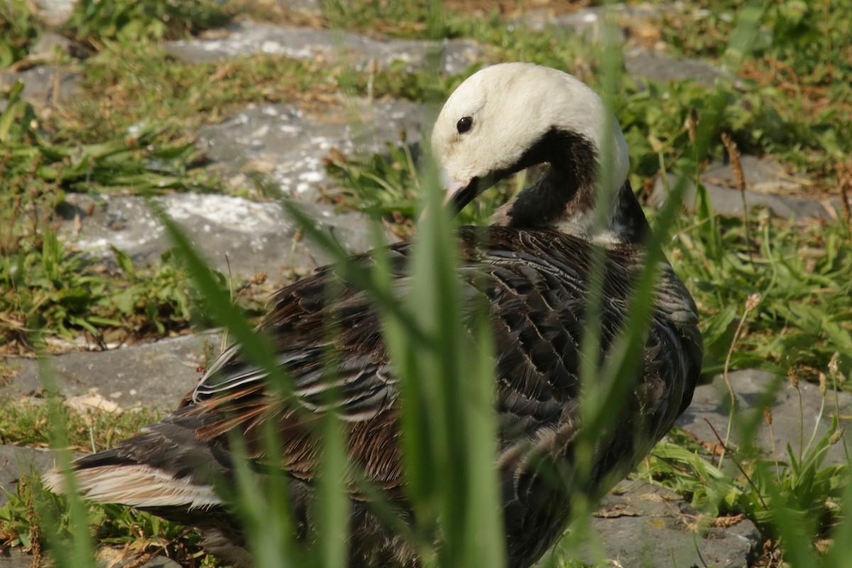 Emperor Goose - Jan Roedolf