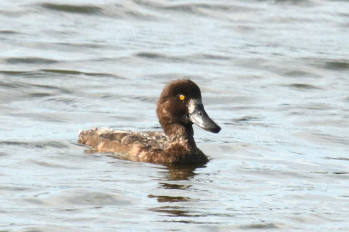 Tufted Duck - ML622037960