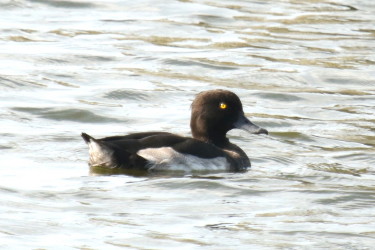 Tufted Duck - ML622037973