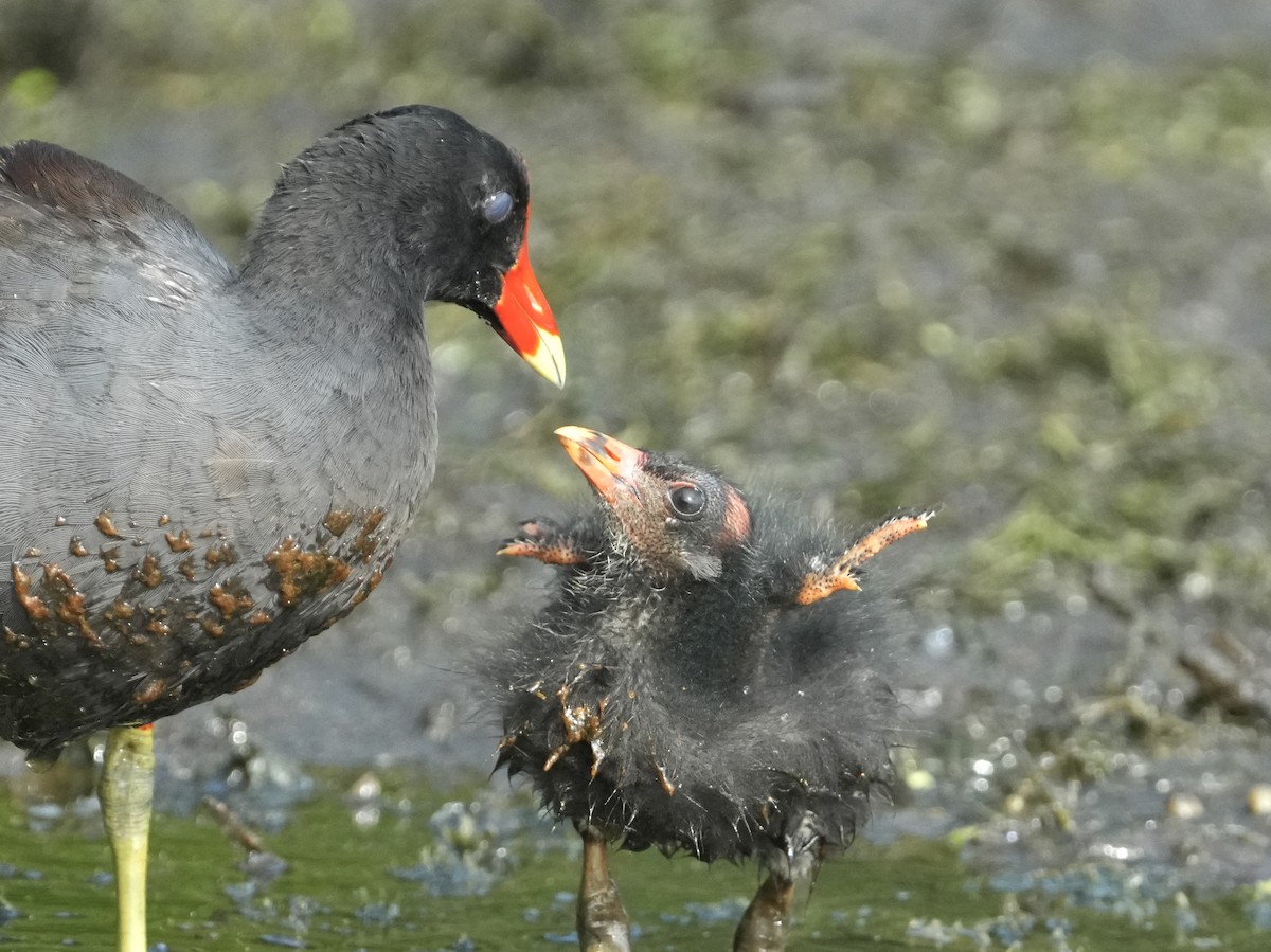 Gallinule d'Amérique - ML622037974