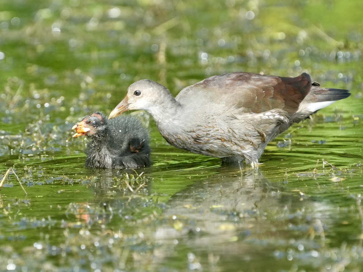 Gallinule d'Amérique - ML622037975